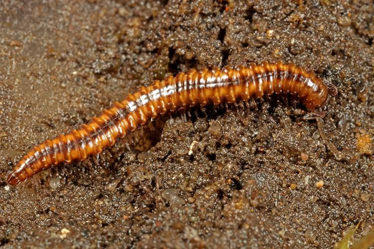Представитель Семейства Opisthocheiridae